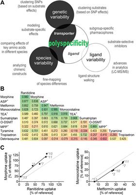 OCT1 Polyspecificity—Friend or Foe?